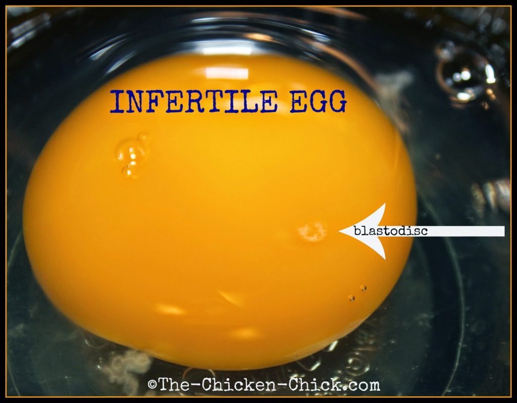 A hen must mate with a rooster in order for her egg to contain both the male and female genetic material necessary to create an embryo inside the egg. An infertile egg contains only the hen's genetic material, which means a chick can never hatch from that egg.