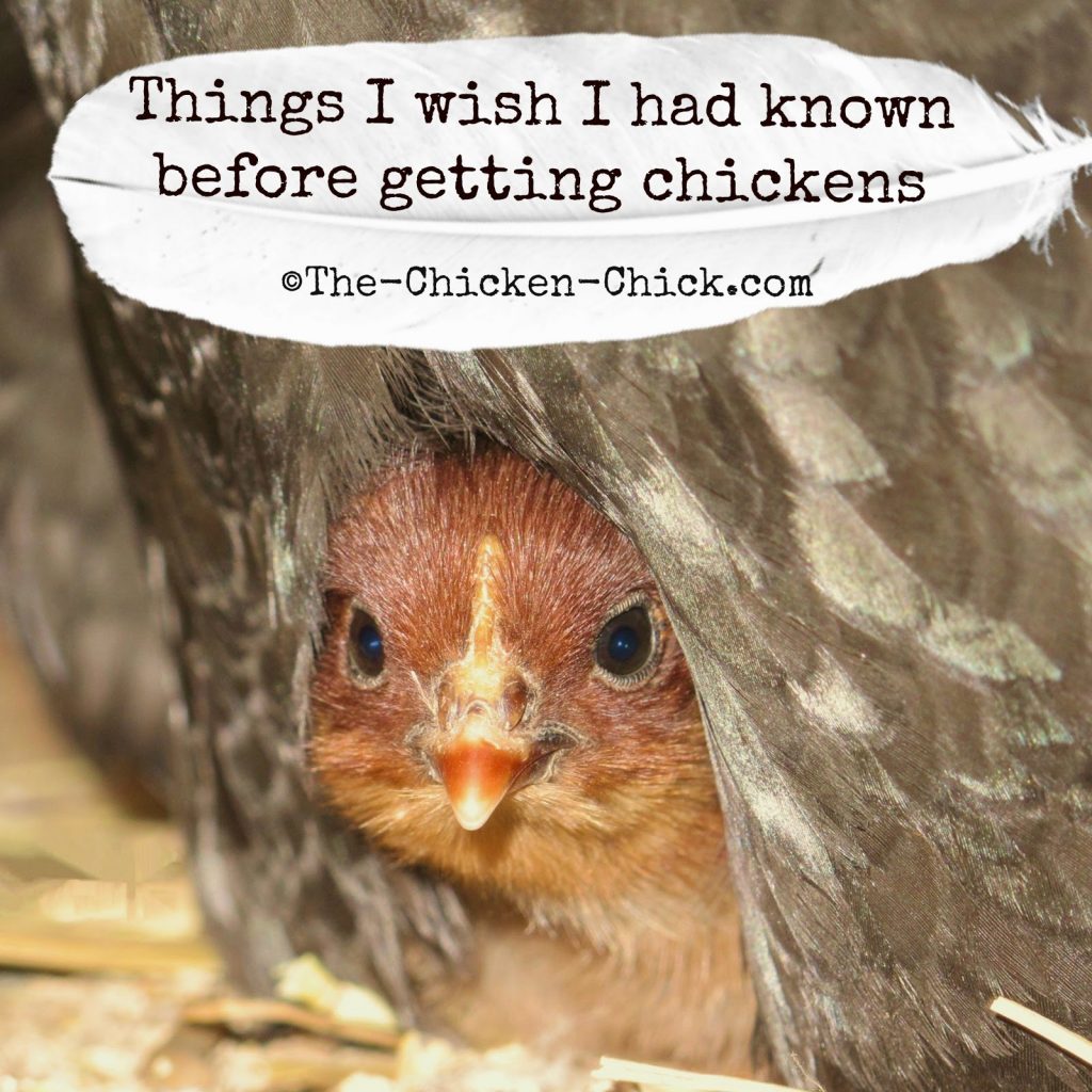 Some lessons in chicken care are painful and expensive to learn by experience, so in the hope of sparing some growing pains for those about to embark on chicken-keeping, my Facebook fans and I have written a of things we wish we had known before taking the chicken plunge.