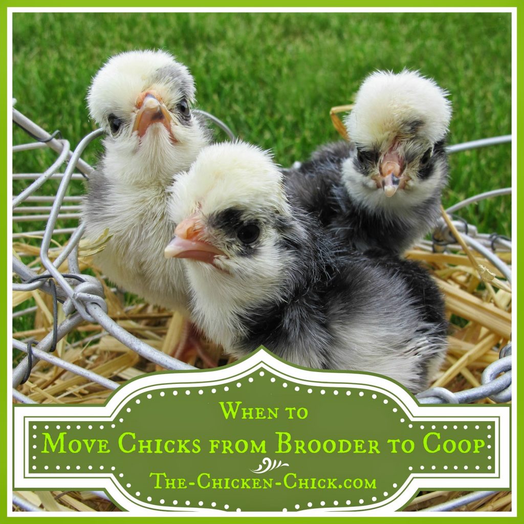 When to Move Chicks from Brooder to Coop