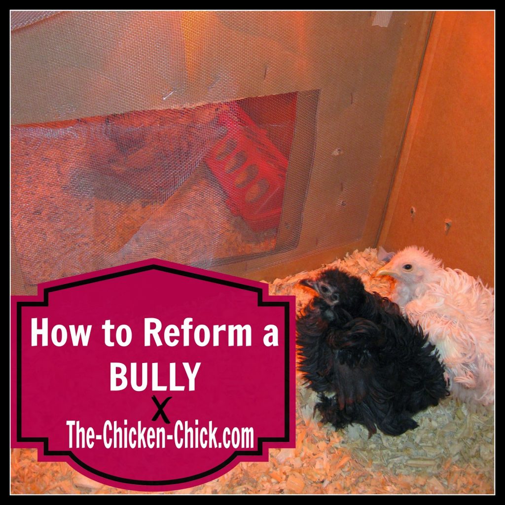  How to Reform a Brooder Bully- when good chicks go bad.