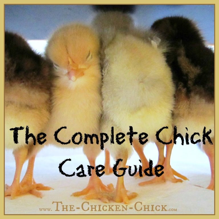 Chicken Care The Chicken Chick®