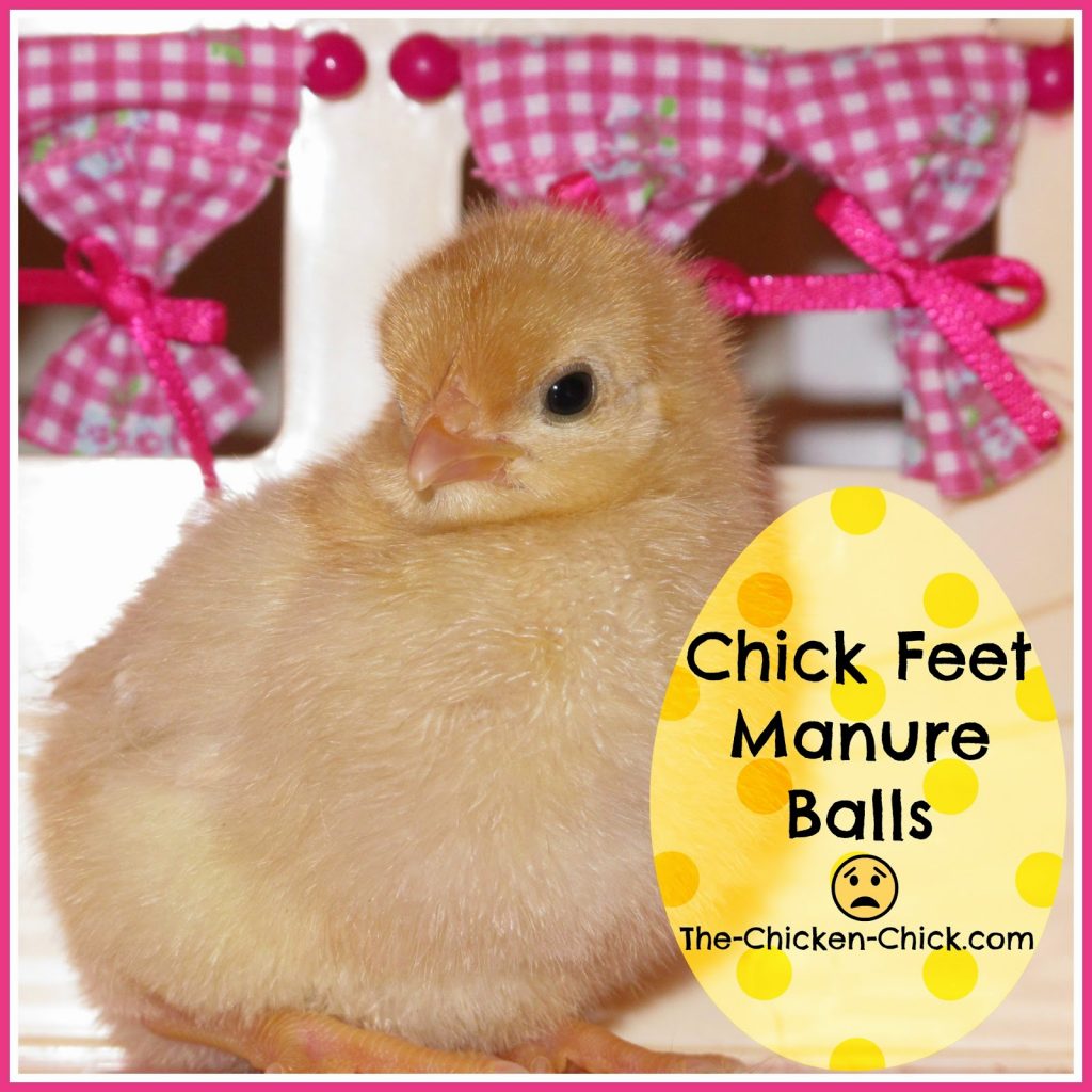 When baby chicks need a pedicure