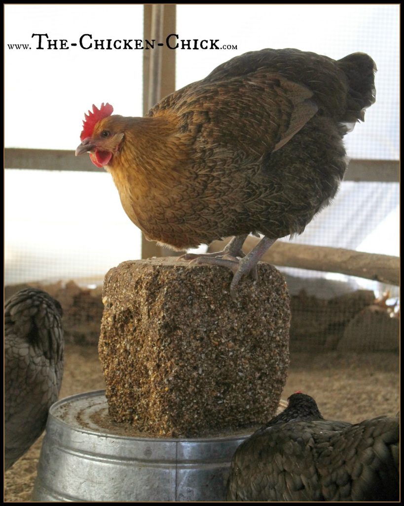 Turn a galvanized basin over and place a store bought Flock Block on top to keep it cleaner. One Flock Block will last my flock of ~50 chickens approximately 10 days. As always, remove all food from the run after the flock has gone to roost to avoid attracting rodents.