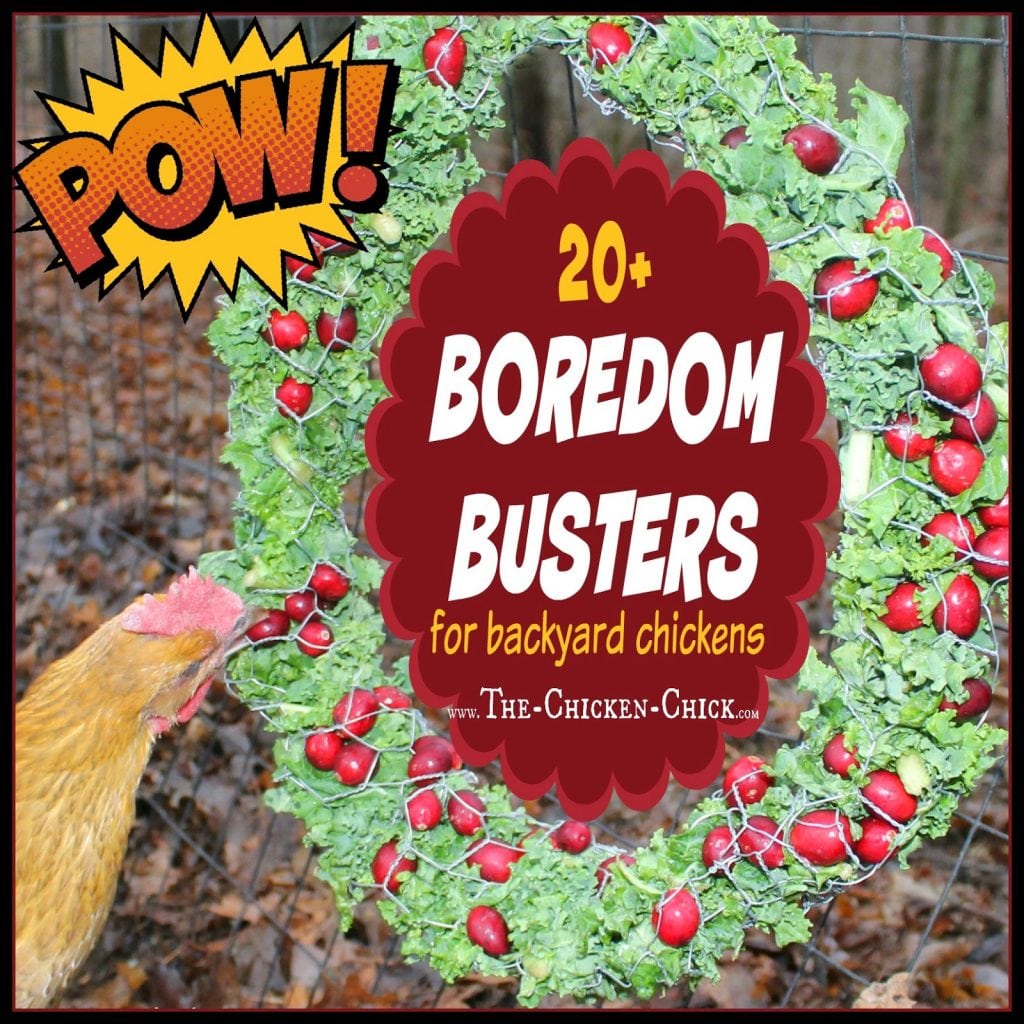 Whenever chickens are suddenly confined to spaces smaller than they ordinarily enjoy, boredom and behavioral problems such as feather picking, and egg-eating can result. By having some go-to boredom busters up one's sleeve in lousy weather, chickens can be kept busy, entertained and happy until Mother Nature gets her act together. 