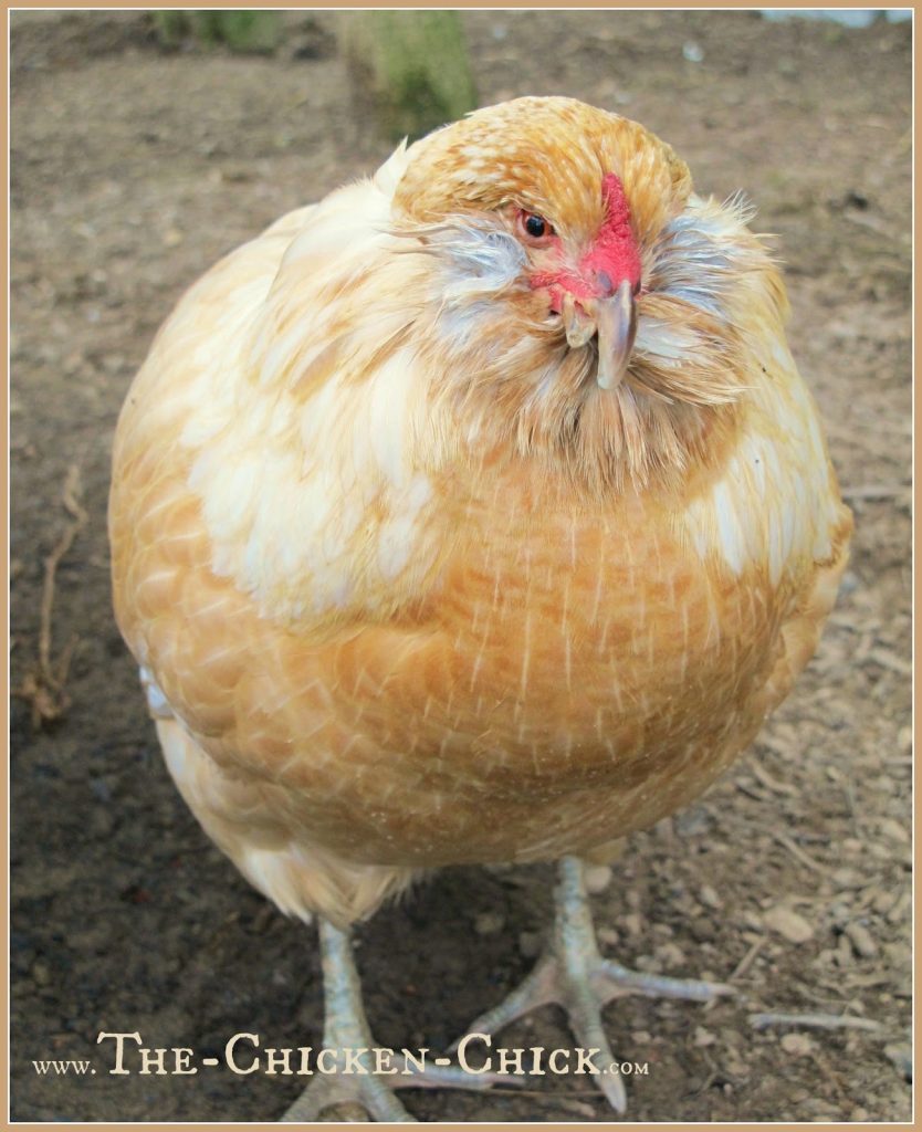 This is Esther, a 4 year old Easter Egger who was put to sleep by her vet. Necropsy revealed that she had extensive reproductive cancer.