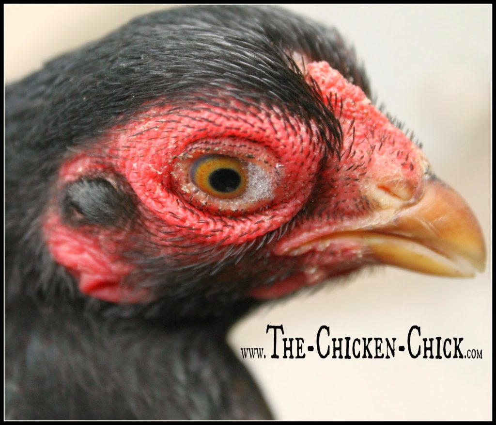 Once you have some idea about what could possibly be going on with your chicken, visit my Chicken Resources Directory for common chicken ailments and at-home treatments when a vet is not an option.