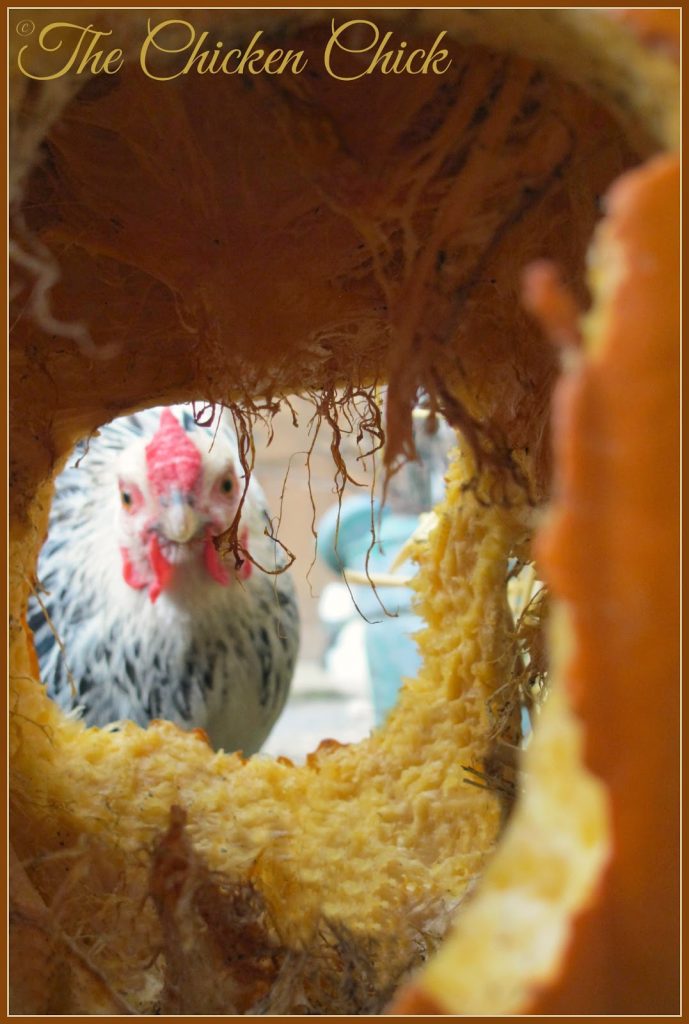 How to Make a DIY Hanging Cabbage for Chickens - How to Entertain Chickens  in Winter