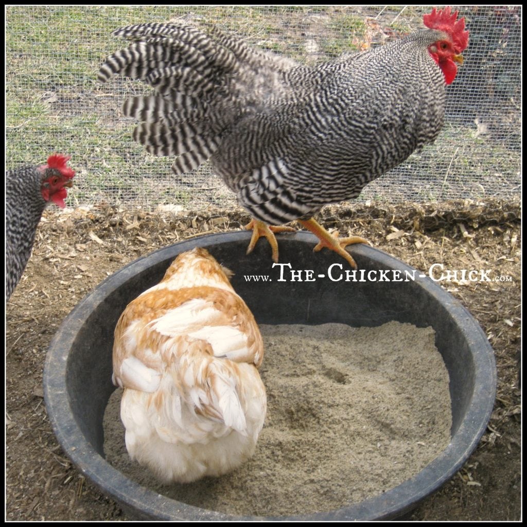 Supply dust bathing areas for chickens at all times. Sand or plain ol' dirt are all chickens require to effectively care for their skin and feathers. Learn more about dust baths here.