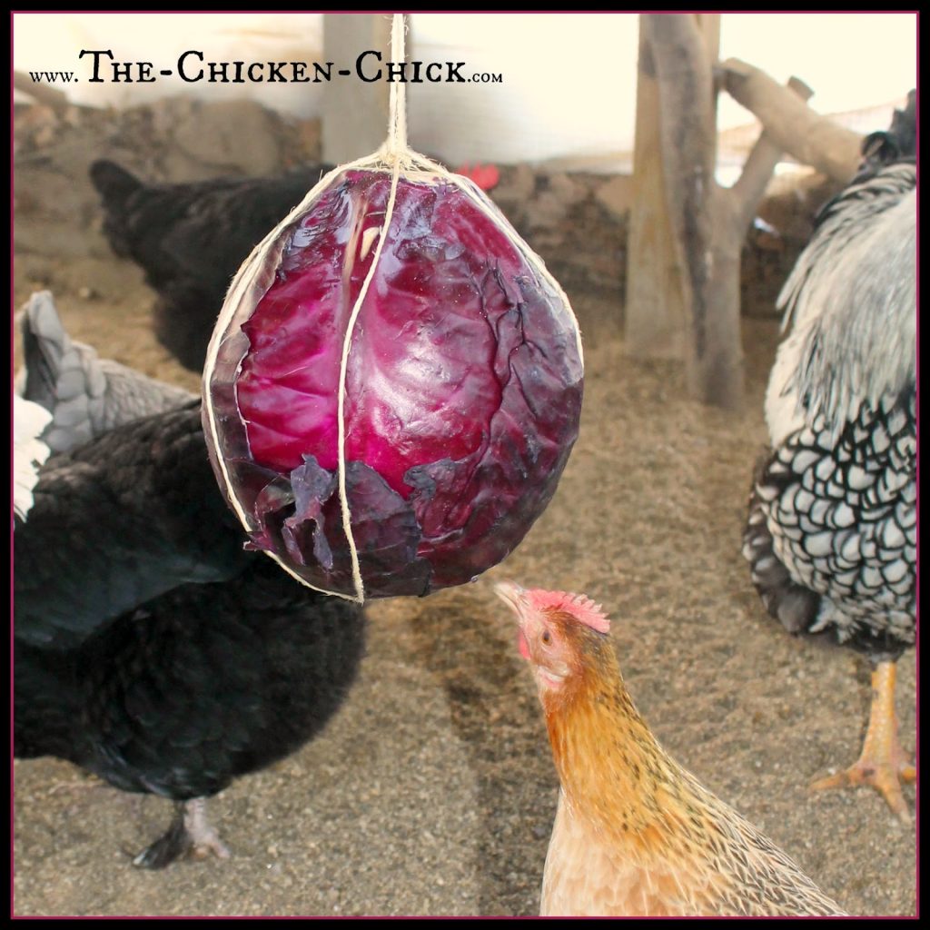 Securely tie sturdy string around a cabbage and hang it securely at chicken eye level for hours of swinging fun!