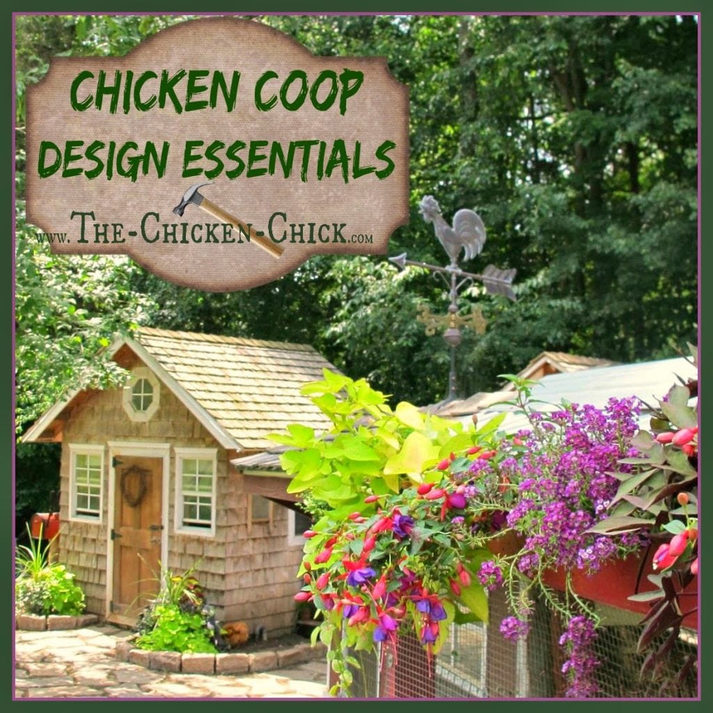 There will be additions, alterations and tweaks made to any coop along the way, but by keeping the following suggestions in mind, the major pitfalls of a poorly designed chicken coop can be avoided and chicken keeping will be fun. Think BIG.
