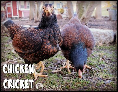 CHICKEN CRICKET Purchase live crickets online or at a local pet store for a game of Catch-Me-If-You-Can!