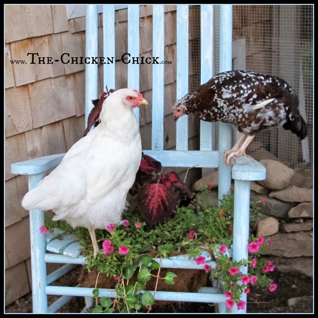 Chickens have a natural instinct to roost and perch up off the ground. Provide them with a variety of things to roost on and move them around from time-to-time to keep things interesting. By building up, the total square footage available to the flock is increases.