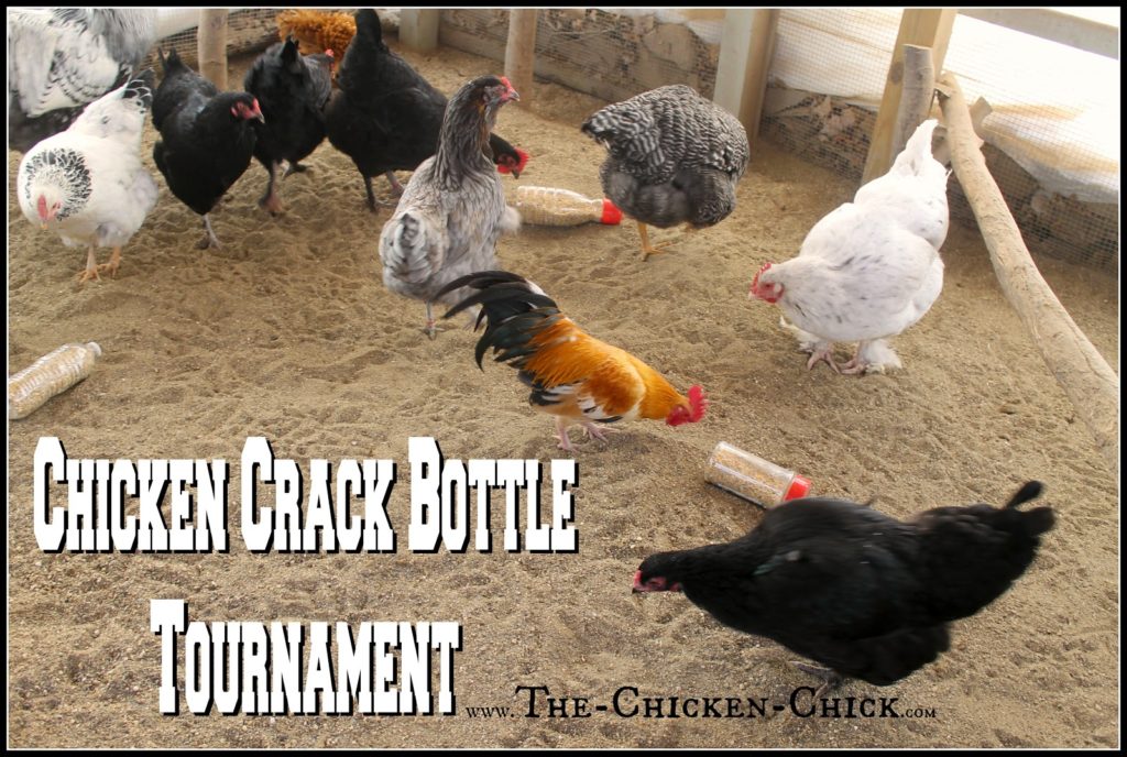  CHICKEN CRACK BOTTLES Use a 1/2" drill bit to drill holes in empty plastic bottles, add chicken scratch (aka: chicken crack) and watch the fun break out! Provide several bottles to the flock at once to avoid conflict & fowl penalties.