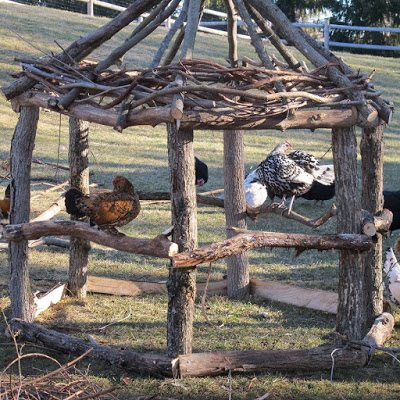 Chickens have a natural instinct to roost and perch up off the ground. Provide them with a variety of things to roost on and move them around from time-to-time to keep things interesting. By building up, the total square footage available to the flock is increases.