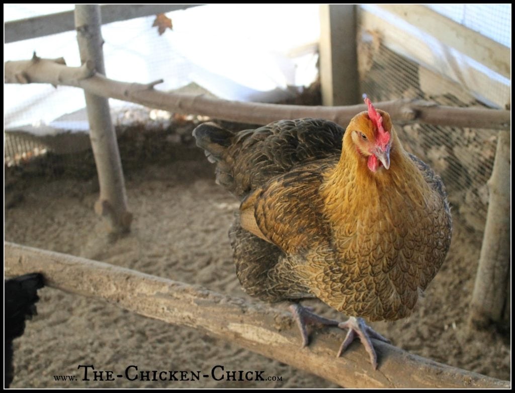  Chickens have a natural instinct to roost and perch up off the ground. Provide them with a variety of things to roost on and move them around from time-to-time to keep things interesting. By building up, the total square footage available to the flock is increases.
