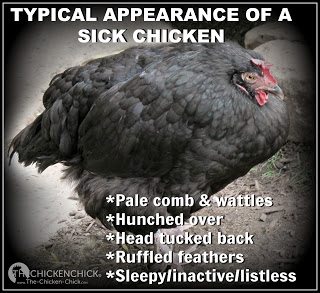 Typical appearance of a sick chicken. This article covers basic guidelines to follow when caring for a sick chicken without a vet.