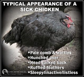 How to Help a Sick Chicken The Chicken Chick