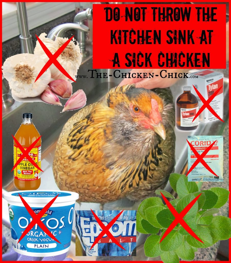 If the bird is eating and drinking normally, do not drastically change their diet by offering foods or supplements they do not ordinarily take- doing so can complicate the assessment and identification of the problem and make an unwell chicken feel even worse.