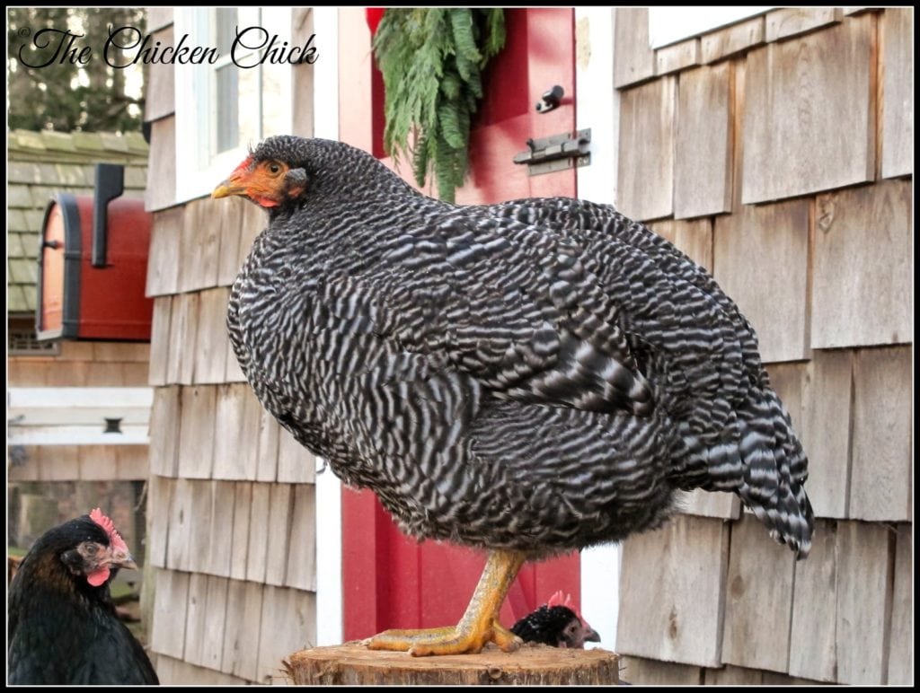 Add roosts, ladders, chairs and tree stumps in and around the chicken run. Roosting areas create additional vertical space for confined chickens. 