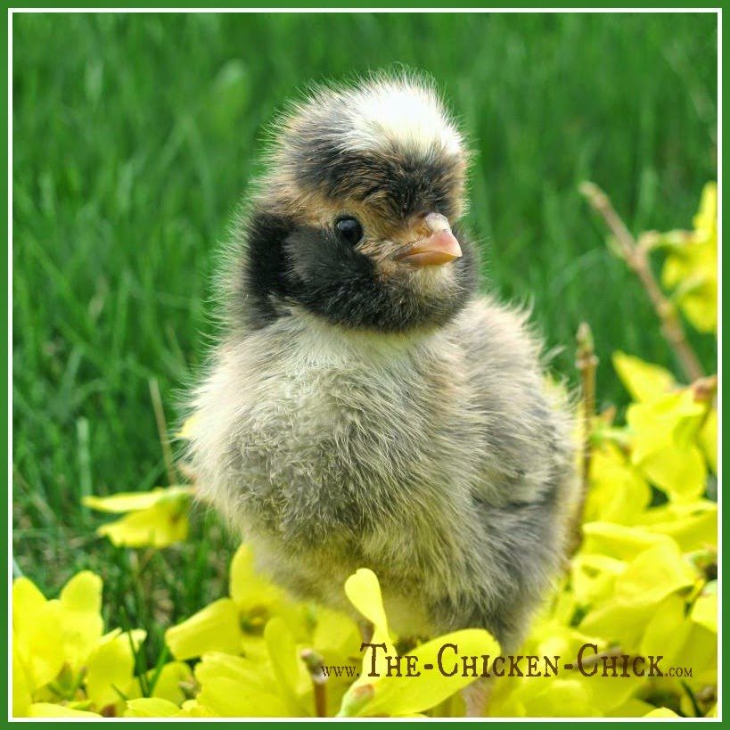 TIMING IS EVERYTHING Build or buy the chicken coop before the chicks arrive! They grow at the speed of light and feather-weight baby chicks become poop and dust-generating machines in just a few weeks!