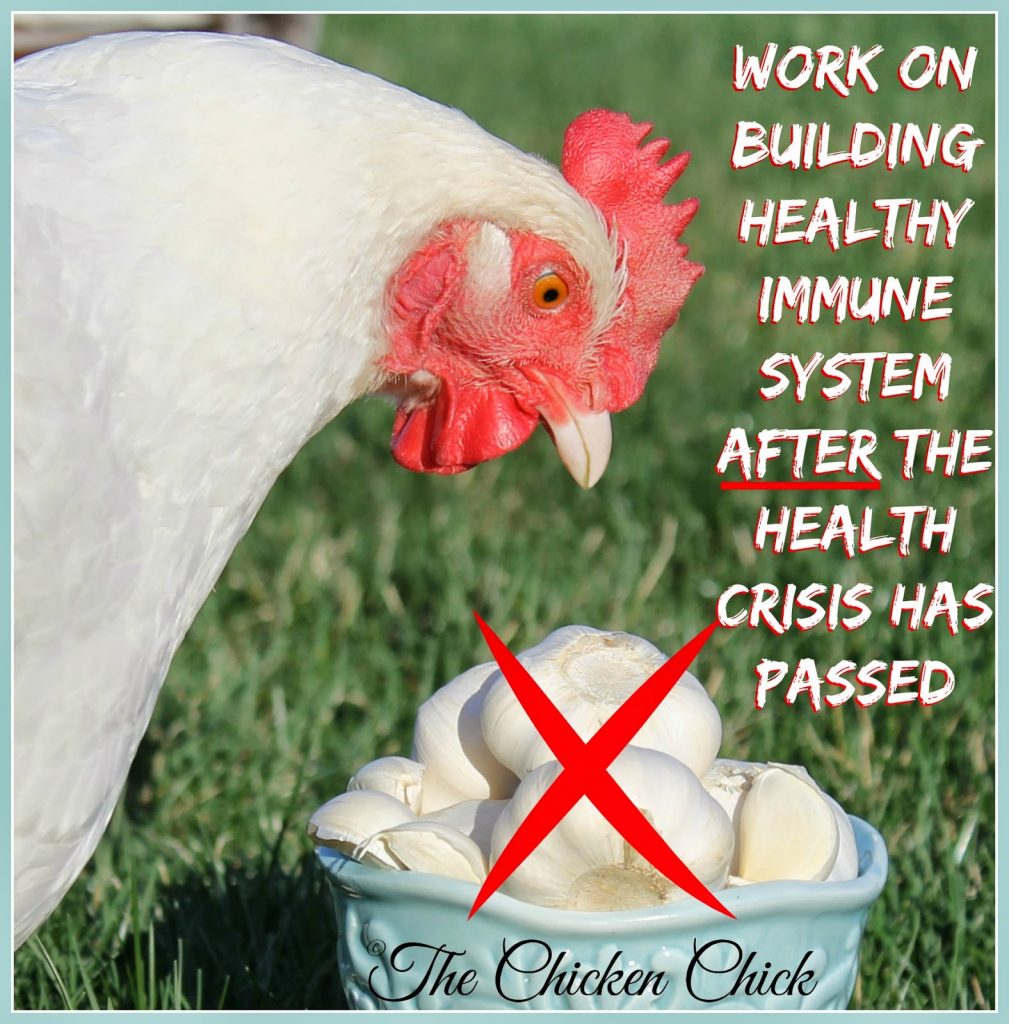 If herbal or other dietary supports have not already been a part of a chicken’s regular routine, they should not be offered during an illness. Work on building a healthy immune system after the chicken's health crisis has passed.
