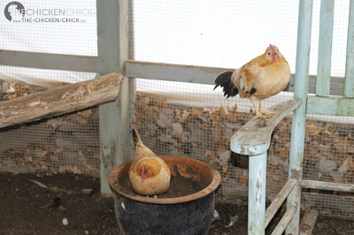 Add roosts, ladders, chairs and tree stumps in and around the chicken run. Roosting areas create additional vertical space for confined chickens. 