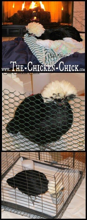 Priority #1 is to provide a sick chicken with a quiet, protected, warm environment away from the flock where it can be observed closely.