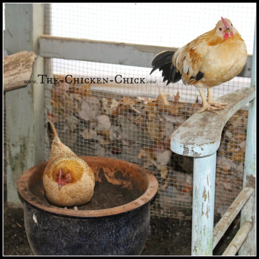 Chickens care for their skin and feathers by dust bathing, which can be as much a recreational and social activity as a functional one. Providing a variety of unique containers filled with potting soil, peat moss or good ol' sand breaks up the routine and keeps things interesting.