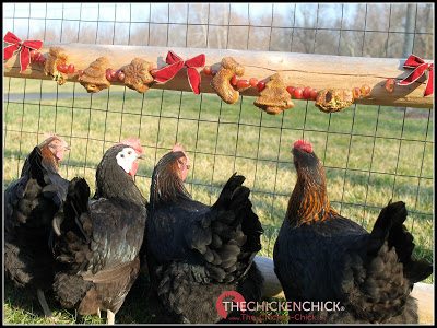 20 Winter Boredom Busters For Backyard Chickens The Chicken Chick