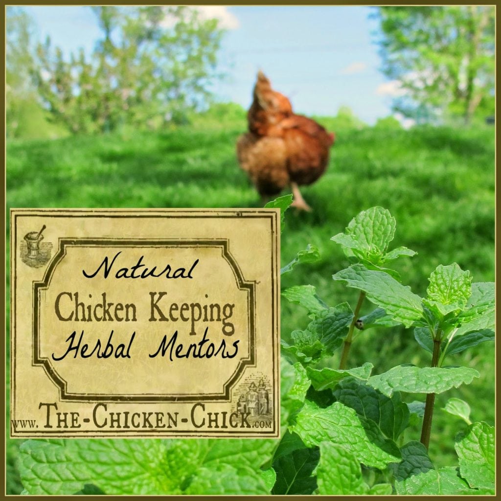 Learn to identify qualified natural chicken keeping mentors in order to care for your chickens properly while saving time and money on herbal routines and “remedies” that will not help chickens and that could hurt them.