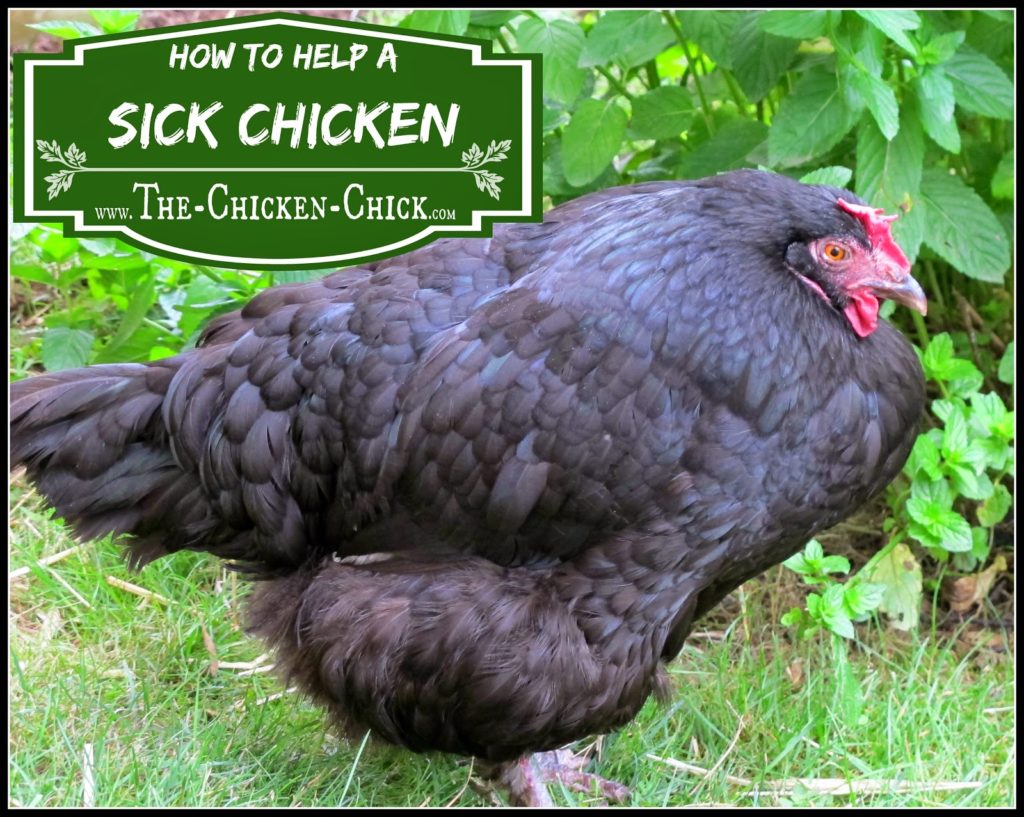 Finding a trained poultry veterinarian or any vet who will agree to treat chickens is extremely difficult, if not impossible and nothing leaves a chicken keeper feeling more helpless than not knowing how to help a sick flock member. This article addresses the basic guidelines to follow for caring for a sick chicken.