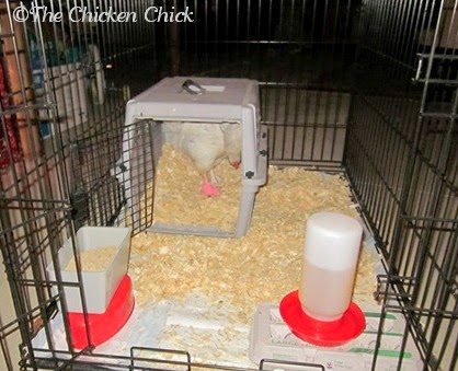 Priority #1 is to provide a sick chicken with a quiet, protected, warm environment away from the flock where it can be observed closely. Separation from the flock keeps it protected from being bullied or pecked by other flock members and protects the rest of the flock from what may be a contagious condition. I show a variety of sick bay setups in this article.