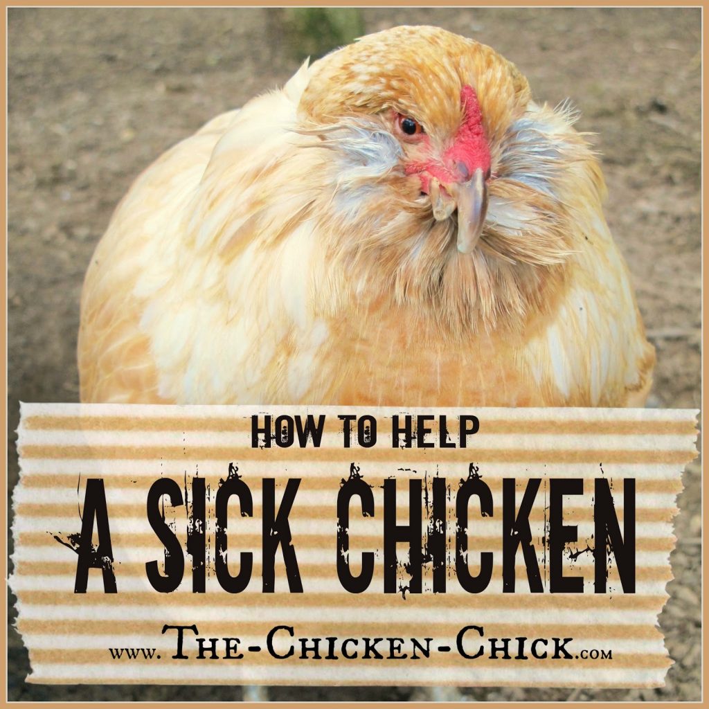 How to Help a Sick Chicken | The Chicken Chick®