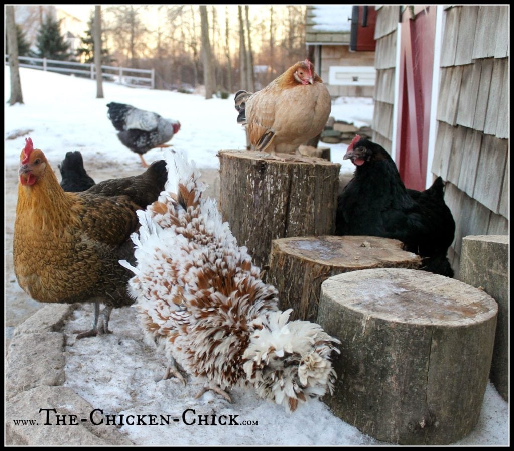 20 Winter Boredom Busters For Backyard Chickens The Chicken Chick