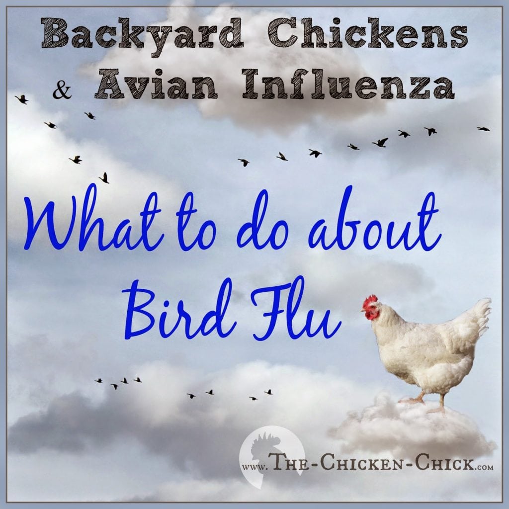 Backyard Chickens & Avian Influenza: What to Do About Bird Flu