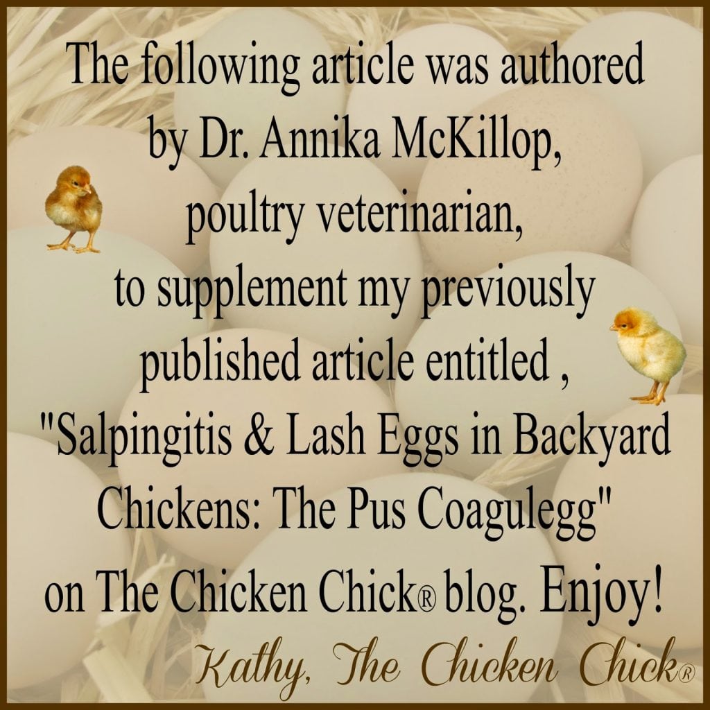 Chicken Topics  The Chicken Chick®