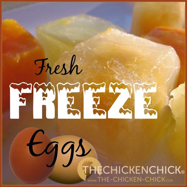 Picture of How to Freeze Fresh Eggs | The Chicken Chick