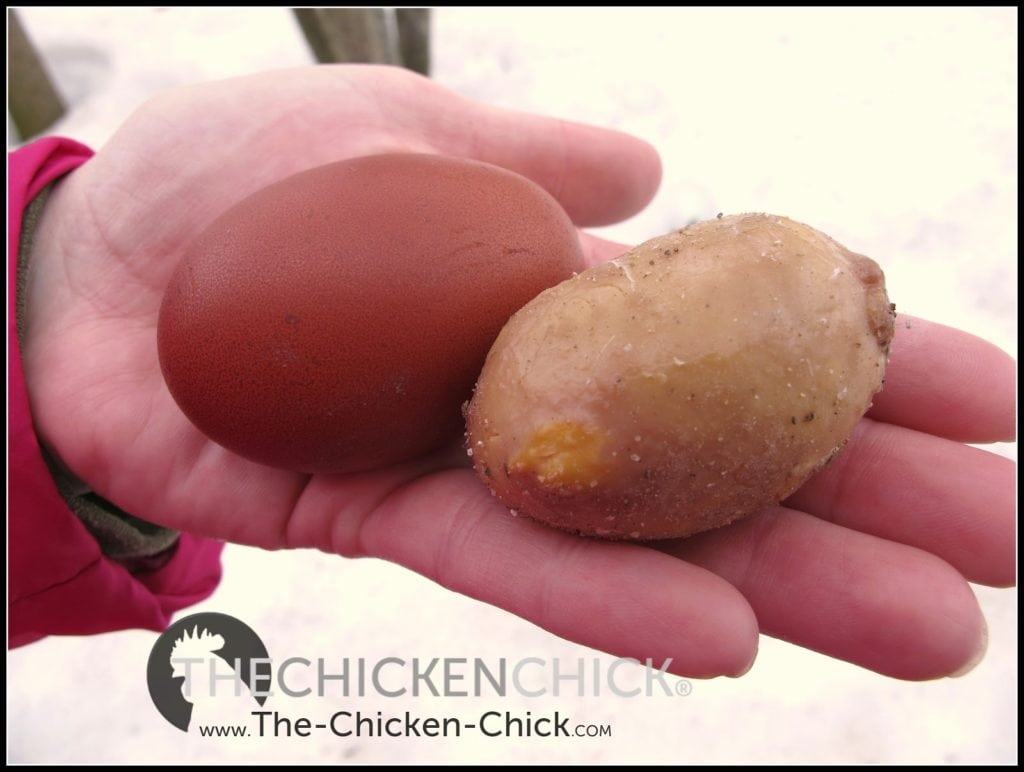 Salpingitis & Lash Eggs in Backyard Chickens: The Pus Coagulegg