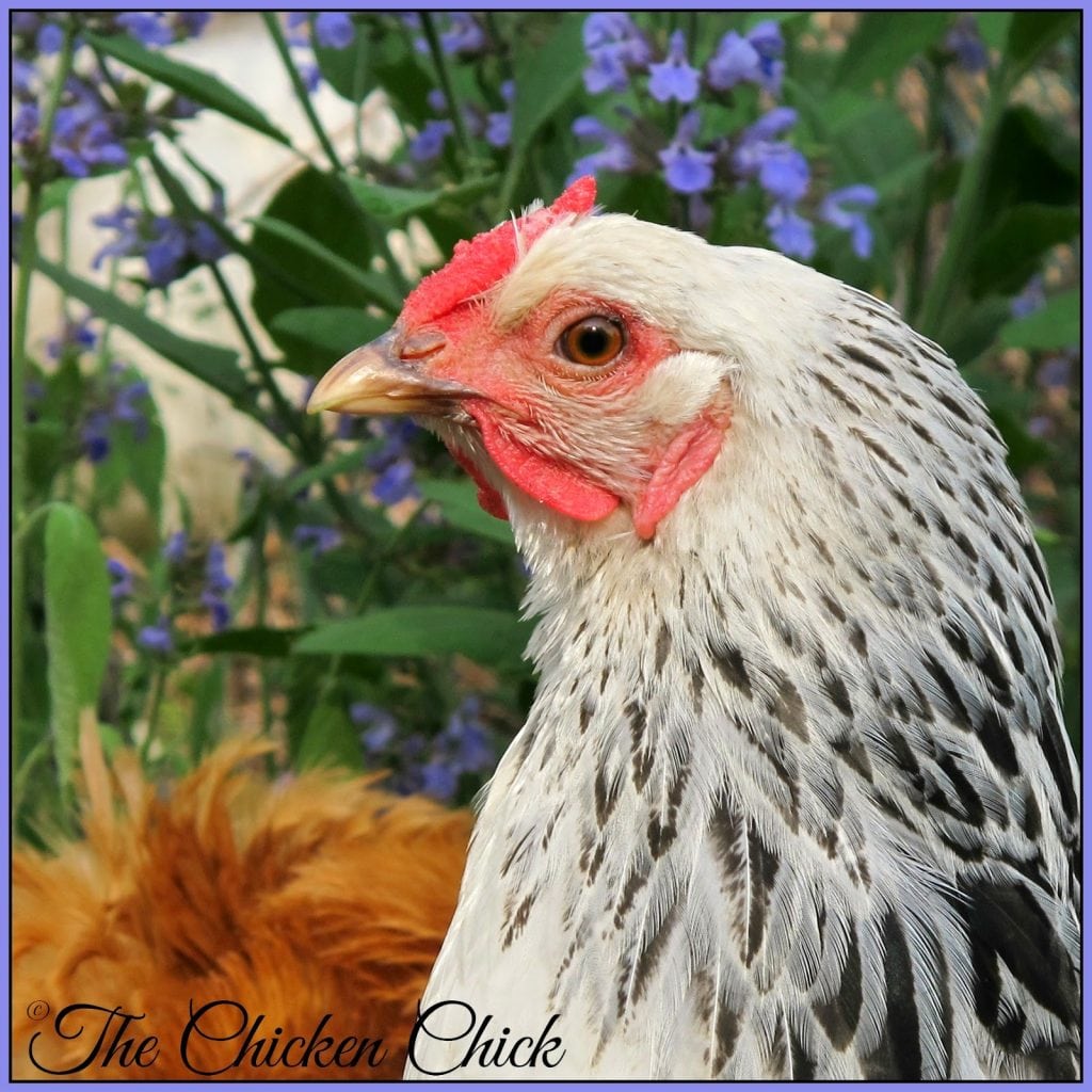 The Chicken Chick celebrates National Poultry Day with a Giveaway-palooza!
