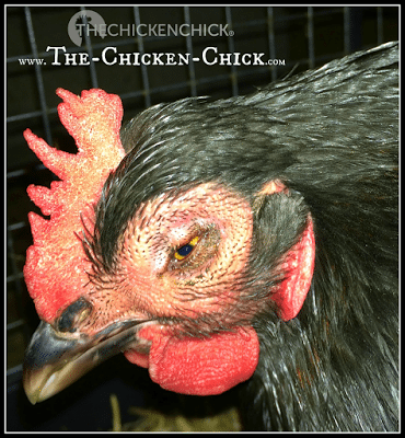 Backyard Chickens Avian Influenza What To Do About Bird Flu