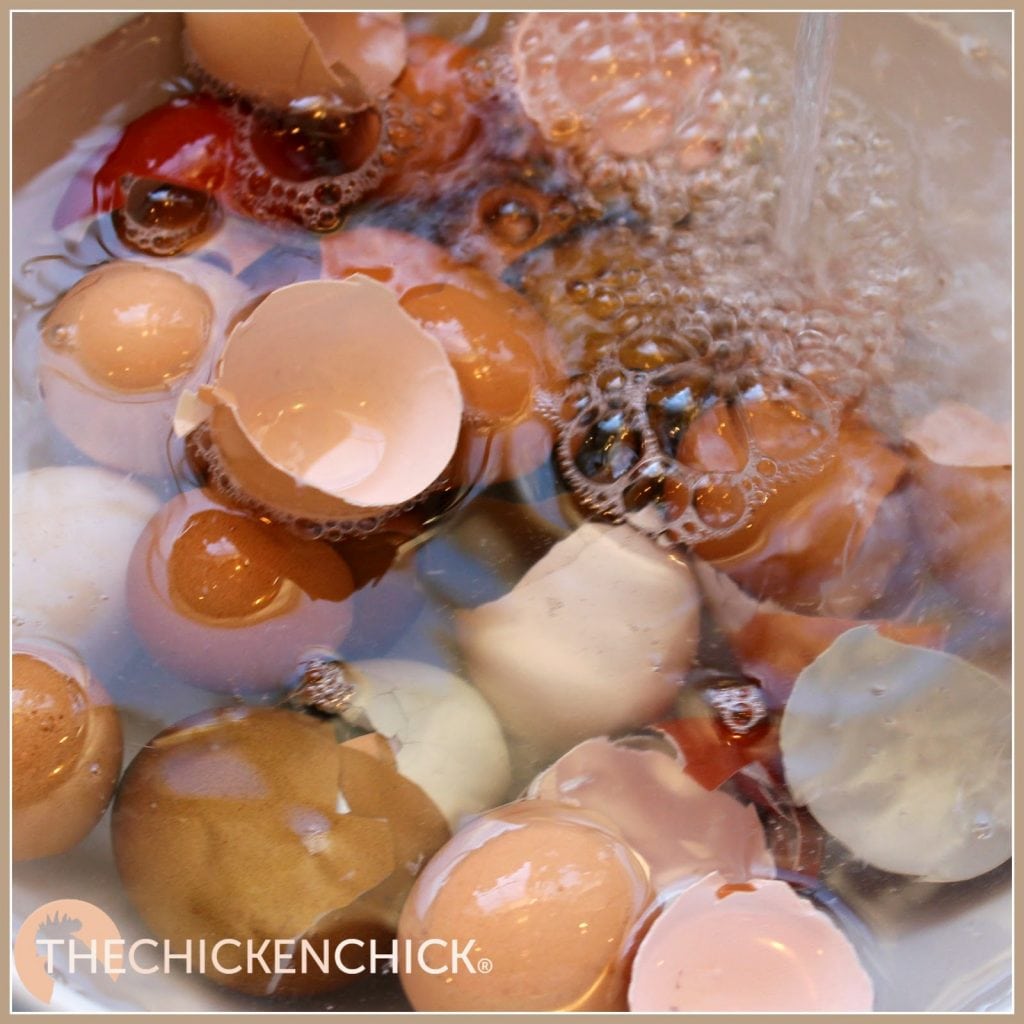 Eggshells can be washed, air-dried, crushed lightly then mixed into the oyster shell container.
