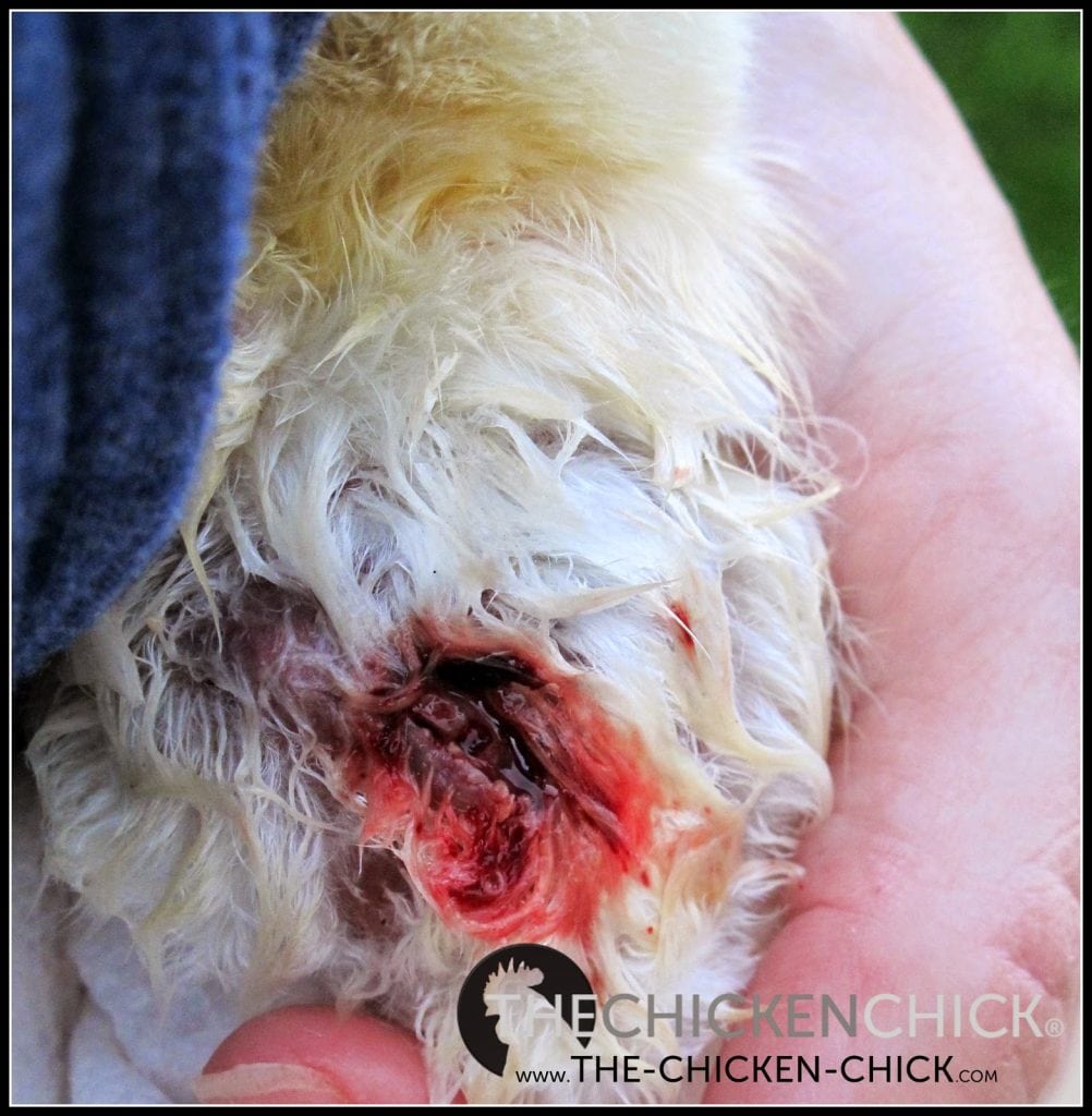 Any time a chicken is injured from feather picking or the skin is compromised, the bird must be kept physically separated from other chicks until the injury has healed completely in order to avoid further injury and worse. 