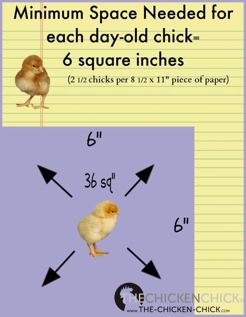 Minimum Space requirements for day old chicks.