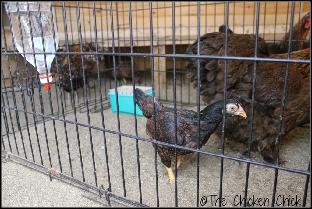  An injured chicken should be 100% healed with no visible signs of blood or scabbing before being returned to the flock. Covering it up with a purple dye product is not an acceptable substitute for time and healing. Treat the injured bird like a stranger when reintroducing it to the flock. I recommend the Playpen Method for a conflict-free reunion. Patience is the key to success. Learn about the Playpen Method HERE.