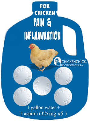 As long as there are no internal injuries, an aspirin drinking water solution can be offered to an injured chicken for a maximum of three days. Add 5 aspirin tablets (325 mg x5) to one gallon of water. 
