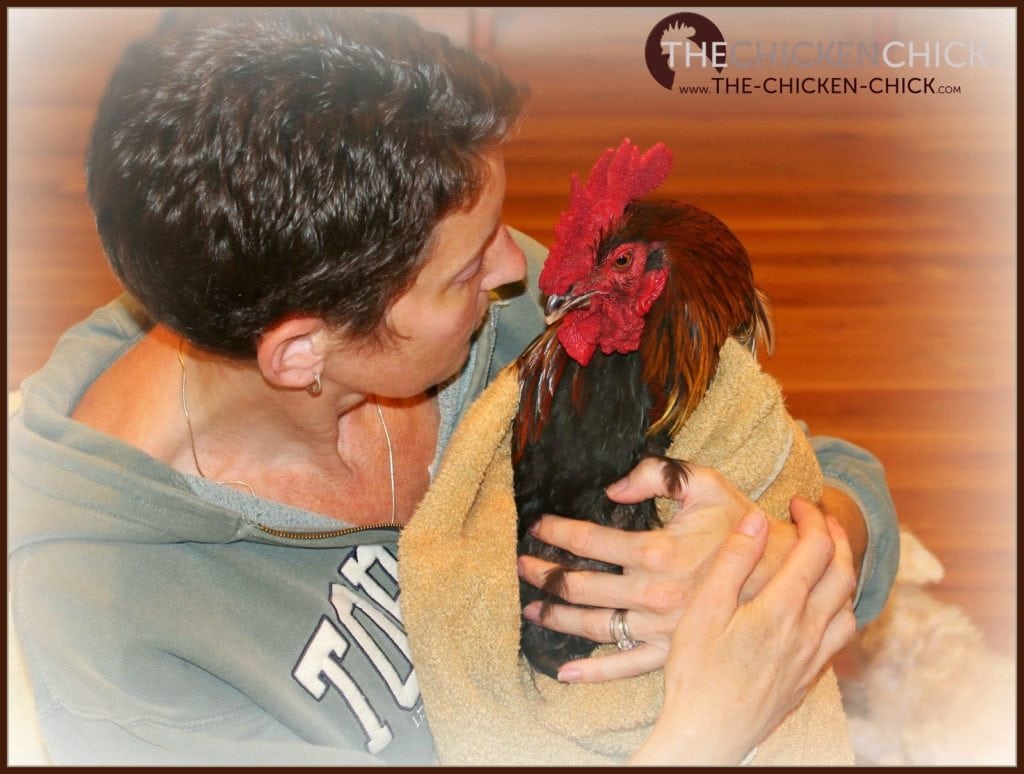 Immediately move an injured chicken to safety away from the flock to avoid further injury by other chickens. Wrapping the chicken in a large towel can help keep it calm and prevent further injury if they panic or during an escape attempt.