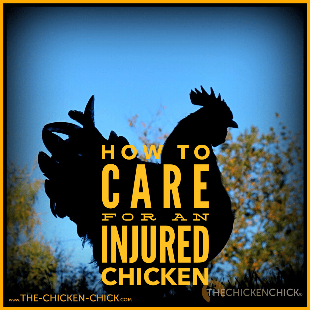  Most backyard chicken keepers have no access to a veterinarian willing or able to treat an injured chicken, so when a pet chicken is hurt, self-help is the only recourse. Some of the following basic first aid care measures for injured chickens may be life-saving when a vet visit is not an option.