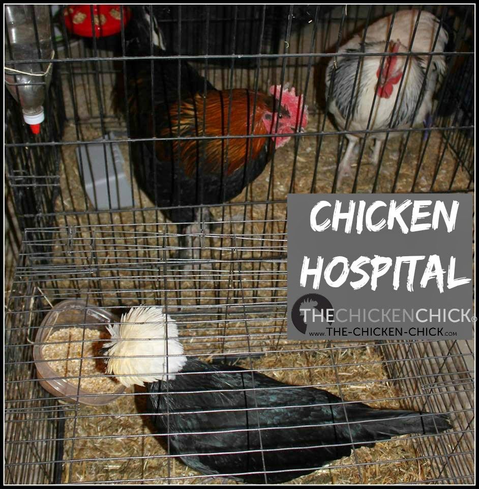 Have a dedicated dog crate or pet kennel/carrier with soft bedding material (pine shavings, Koop Clean, a soft towel, etc) set aside for chicken emergencies. The chicken hospital area should be a quiet space inside the house, garage or basement where the chicken will remain until fully recovered. 