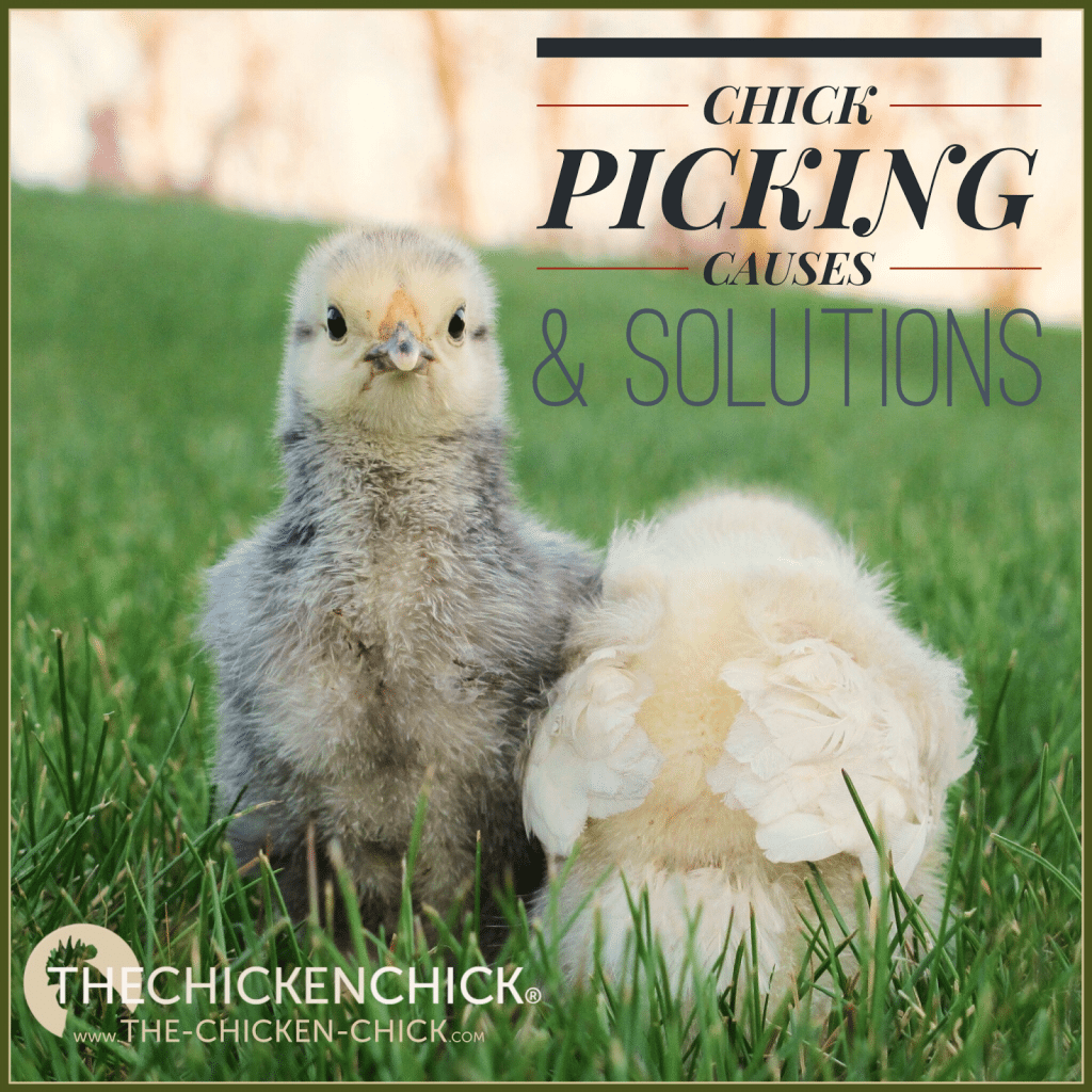  Chick picking Causes Prevention & Solutions via The Chicken Chick®