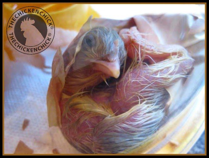Chick hatching in incubator via The Chicken Chick